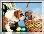Zajączek, Wielkanoc, Pies, Buldog